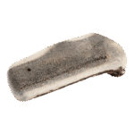 Chewies Gewei van Edelhert (half)