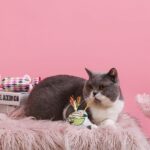 Crazy Catcher Coconut Water - HugSmart