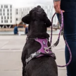 Dog Copenhagen Comfort Walk Pro Harnas Groen