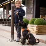 Dog Copenhagen Comfort Walk Pro Harnas Groen