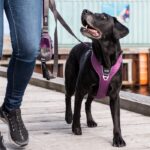 Dog Copenhagen Comfort Walk Pro Harnas Oranje