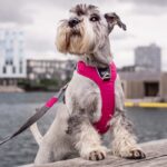 Dog Copenhagen Comfort Walk Pro Harnas Oranje