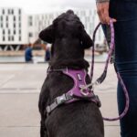 Dog Copenhagen Comfort Walk Pro Harnas Oranje