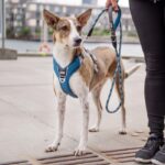 Dog Copenhagen Comfort Walk Pro Harnas Oranje