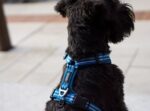 Dog Copenhagen Comfort Walk Air Harnas Roze