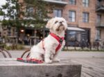 Dog Copenhagen Comfort Walk Air Harnas Roze