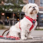 Dog Copenhagen Comfort Walk Air Harnas Rood