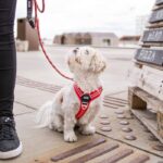 Dog Copenhagen Comfort Walk Air Harnas Rood