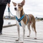Dog Copenhagen Comfort Walk Air Harnas Groen