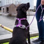 Dog Copenhagen Comfort Walk Air Harnas Groen