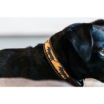 Halsband Kentucky Handgemaakte parels oranje en hond