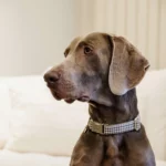 Halsband Kentucky Pied De Poule Bruin