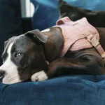 Harnas Body Safe Wool Kentucky Roze