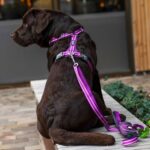 Dog Copenhagen Comfort Walk Air Harnas Lemon - Afbeelding 7