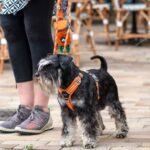 Dog Copenhagen Comfort Walk Air Harnas Lemon - Afbeelding 6