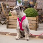 Dog Copenhagen Comfort Walk Pro Harnas Zwart