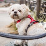 Dog Copenhagen Comfort Walk Pro Harnas Zwart