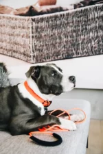 Halsband Kentucky soft rubber neon oranje Kentucky