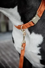 Halsband Kentucky Velvet Oranje