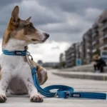 Dog Copenhagen Urban Freestyle leiband rood