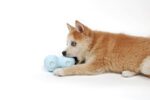 Ebi Petit Waterspeelgoed Coco Blauw