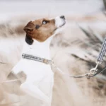 Halsband Kentucky Pied de Poule zwart