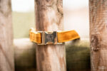Halsband Kentucky velvet mustard