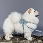 Harnas body safe wool Kentucky licht blauw