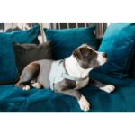 Harnas body safe wool Kentucky licht blauw