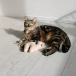 Loki Catnip trappelkussen