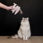 Loki Catnip trappelkussen